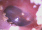 Endoscópio OTORRINOLARINGOLÓGICO médico de USB da endoscopia video portátil completa da câmera do Otoscope de HD com o painel LCD de 3,5 polegadas